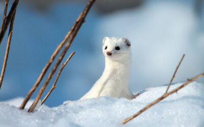 Leçons stratégiques des animaux alpins : s’adapter pour survivre